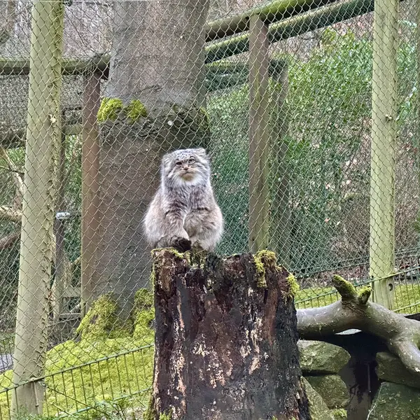オペル動物園のバトゥの写真