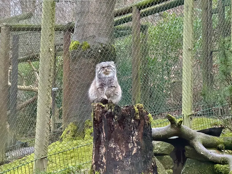 オペル動物園のバトゥの写真