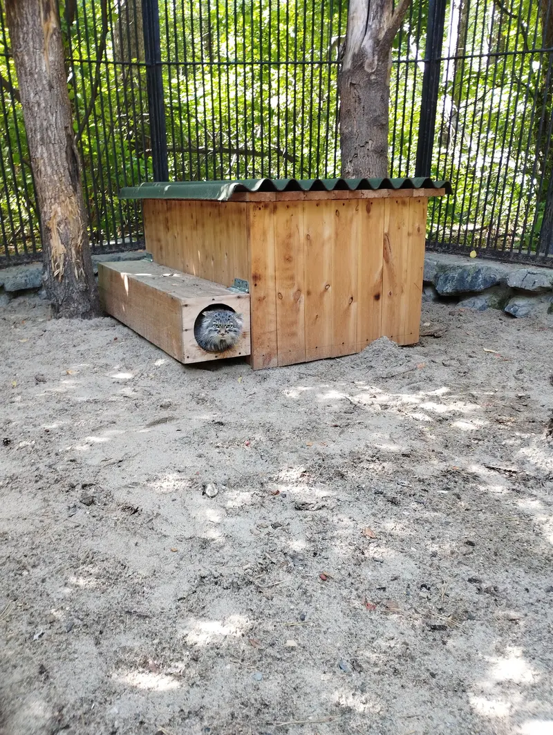 ノヴォシビルスク動物園のマヌルネコの写真