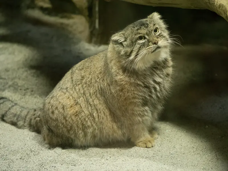 恩賜上野動物園のプリームラの写真