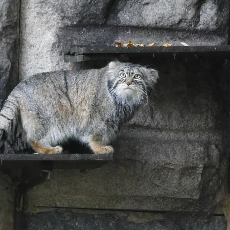モスクワ動物園のティモフェイの写真