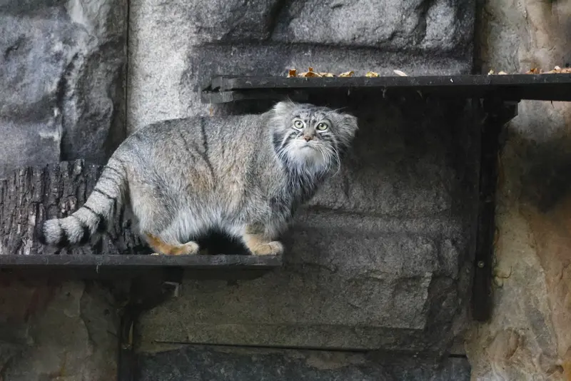 モスクワ動物園のティモフェイの写真