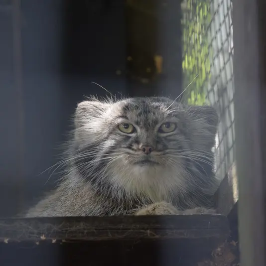 コシツェ動物園のアイセンの写真