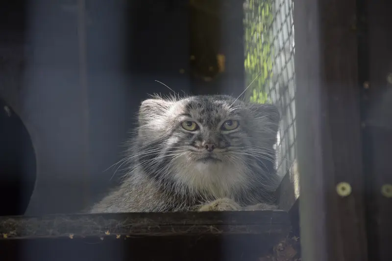 コシツェ動物園のアイセンの写真