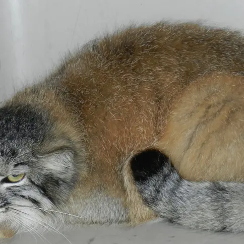 ミラー・パーク動物園のスヴェンの写真