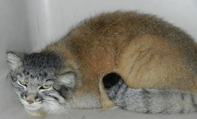 ミラー・パーク動物園のスヴェンの写真