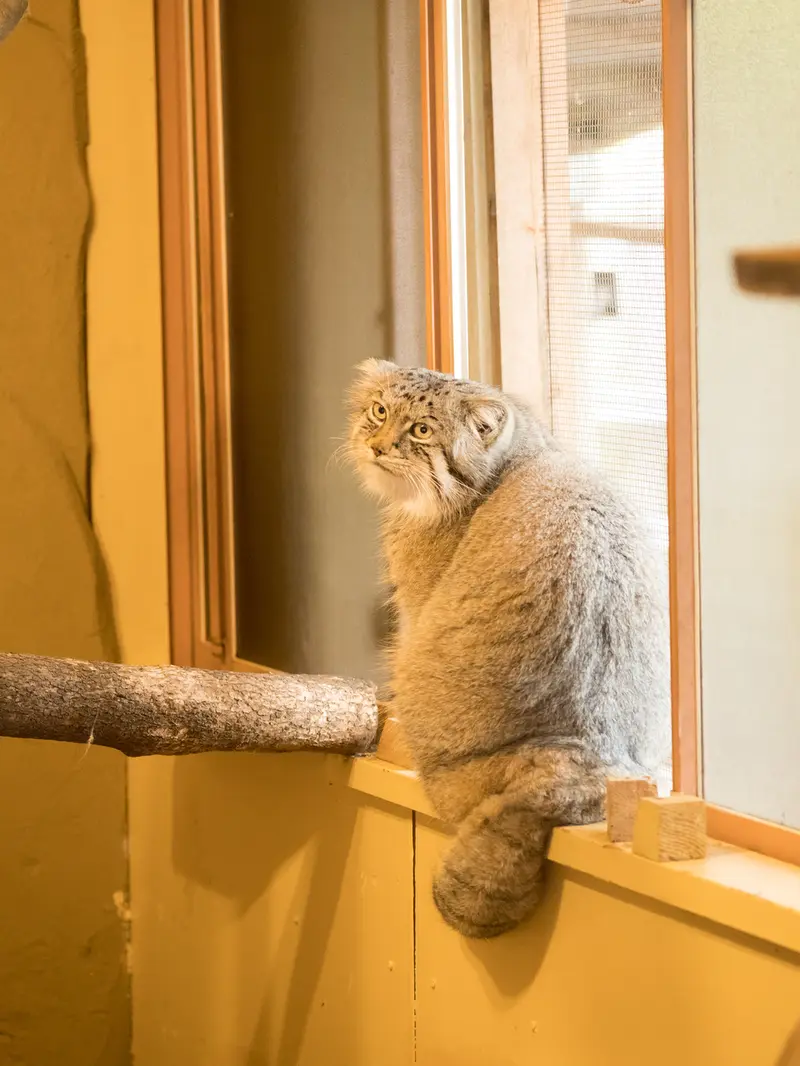 埼玉県こども動物自然公園のロータスの写真