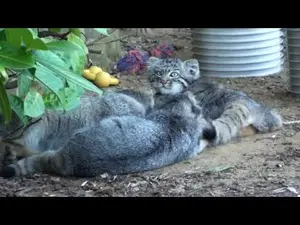 ビッグ・キャット・サンクチュアリのシヴァ、トゥーラとアドゥヴァの動画