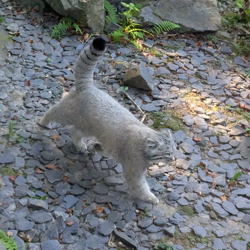 トレゴムール動物園のアルタイの写真