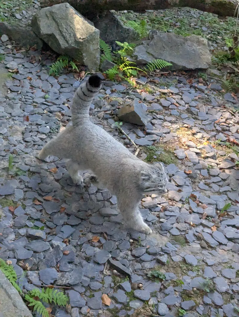 トレゴムール動物園のアルタイの写真