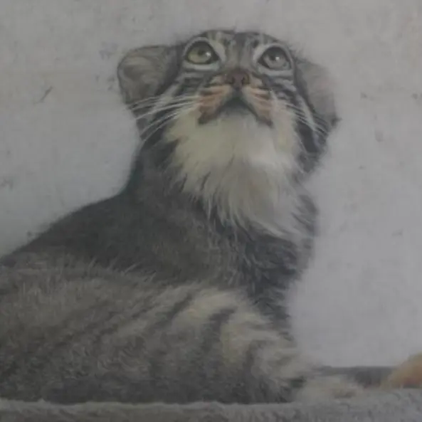 青海チベット高原野生動物園のスン・ダーニャンの写真