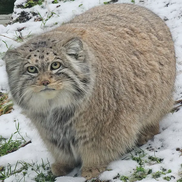 ブダペスト動物園・植物園のボフスの写真