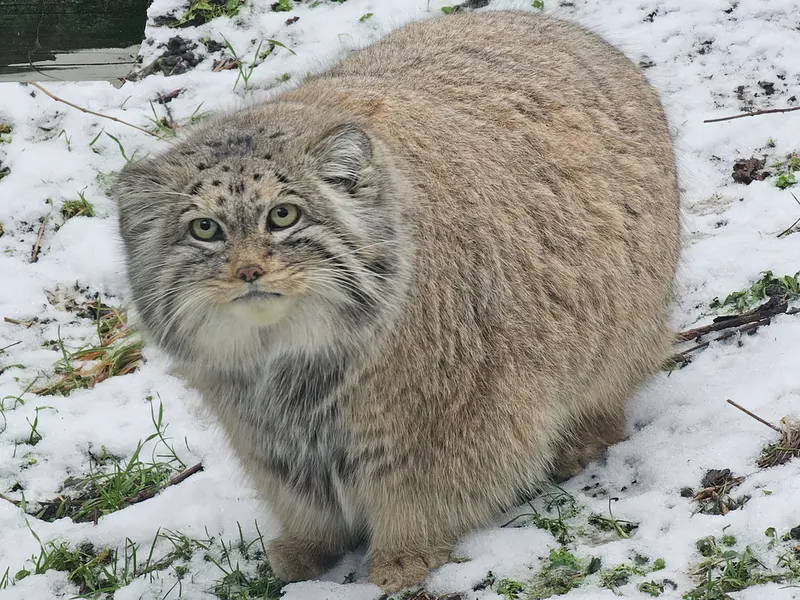 ブダペスト動物園・植物園のボフスの写真
