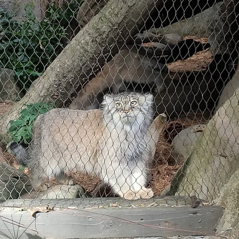 プロスペクト・パーク動物園のサルナイの写真