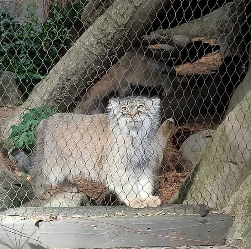 プロスペクト・パーク動物園のサルナイの写真