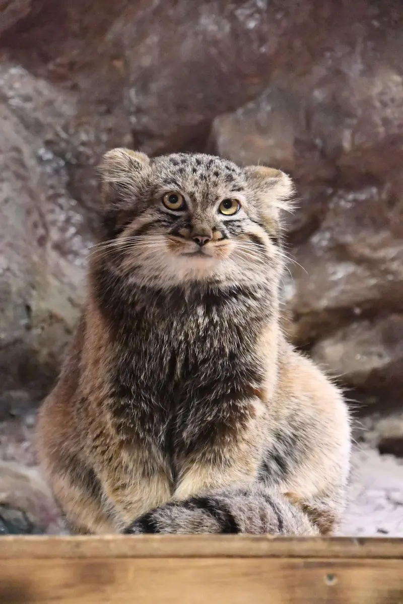 マヌルネコの写真
