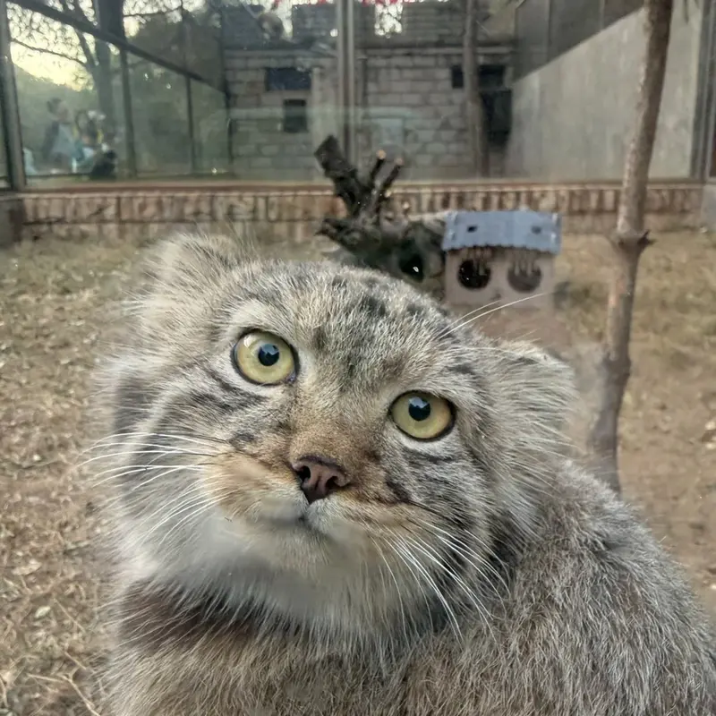 マヌルネコの写真