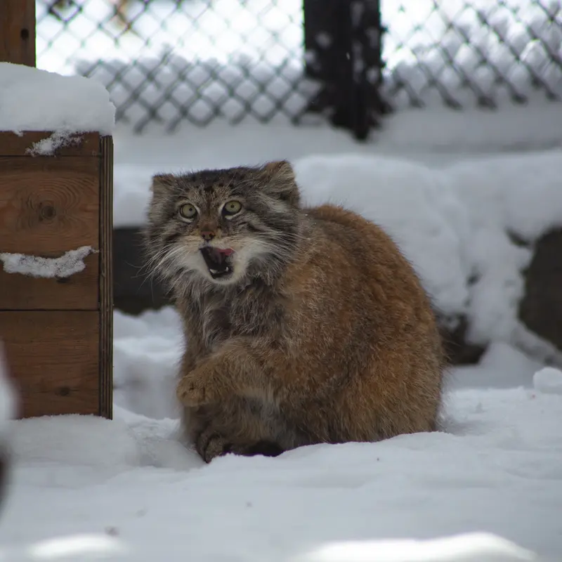 ノヴォシビルスク動物園のラストチカの写真
