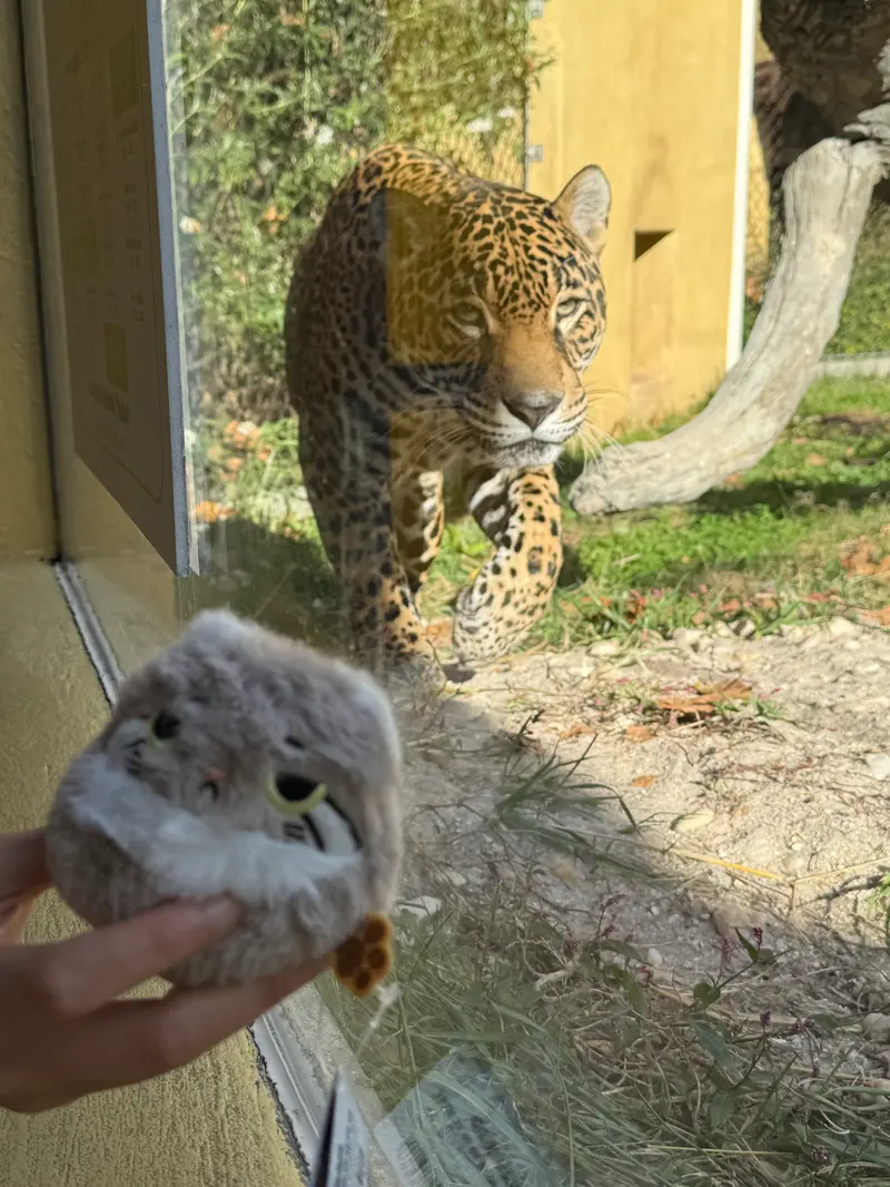 マヌルネコの写真