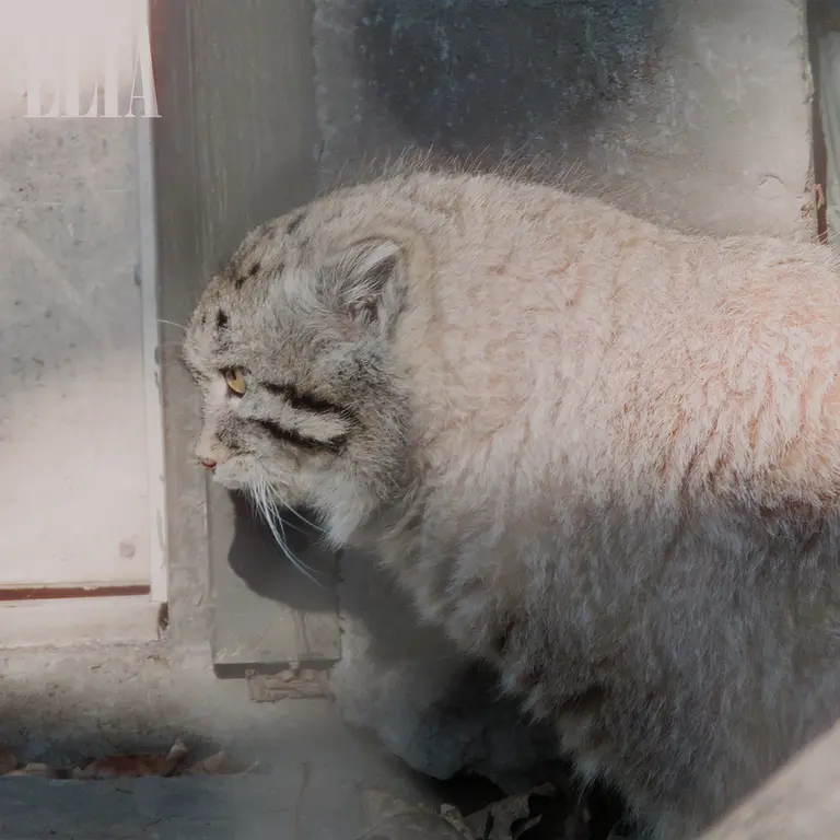 カルガリー動物園 / ワイルダー研究所のオラフの写真