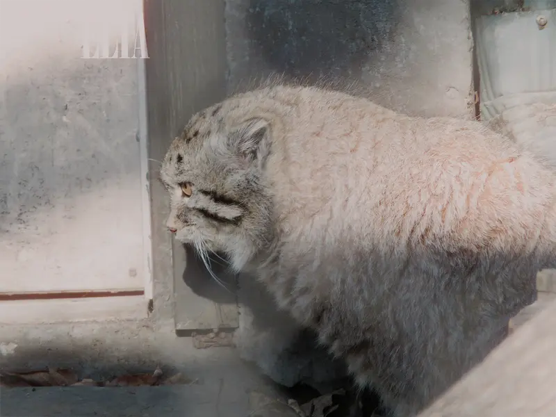 カルガリー動物園 / ワイルダー研究所のオラフの写真