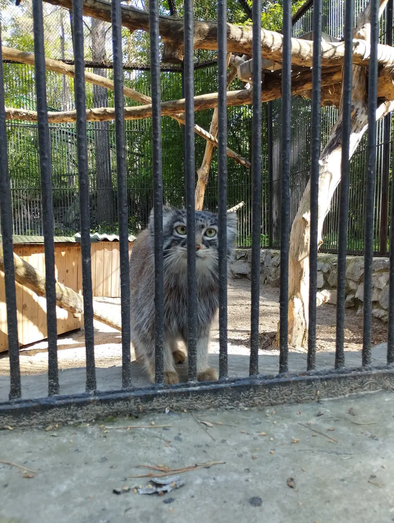 ノヴォシビルスク動物園のマヌルネコの写真