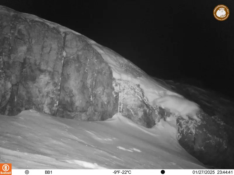 アクタス＝クンコラ［新］カメラトラップで撮影したOtocolobus manul manulの写真