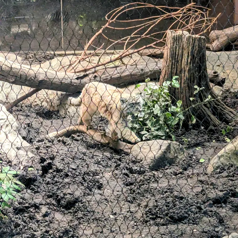 プロスペクト・パーク動物園のサルナイの写真