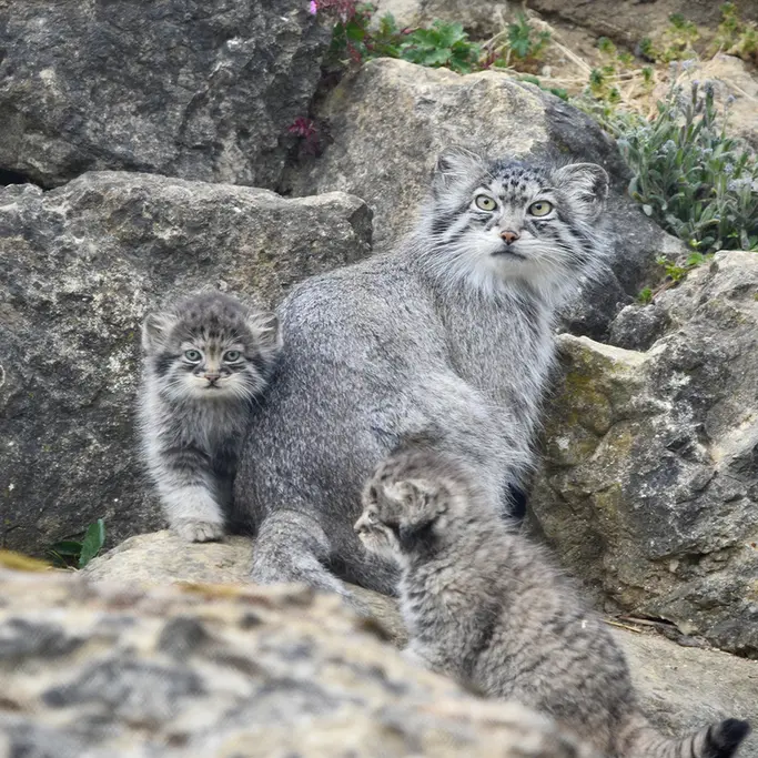 ポート・リムプネ・ワイルド・アニマル・パークのナムーの子猫 b. 2026 Ⅱとナムーの写真