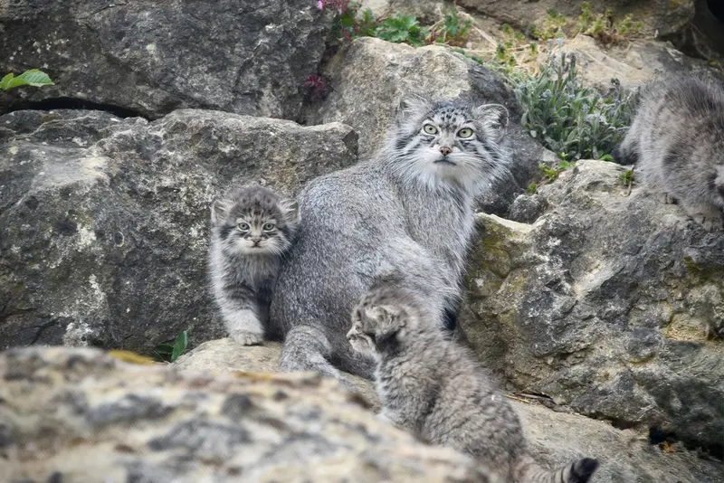 ポート・リムプネ・ワイルド・アニマル・パークのナムーの子猫 b. 2026 Ⅱとナムーの写真