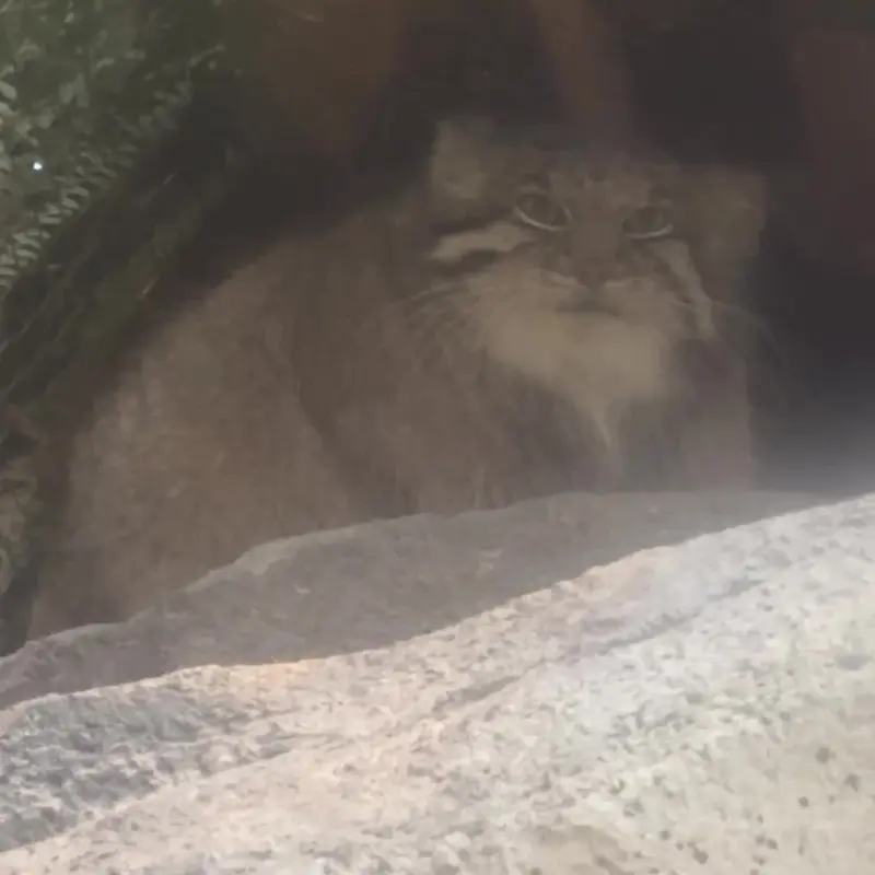 神戸どうぶつ王国のマヌルネコの写真