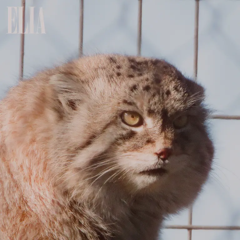 カルガリー動物園 / ワイルダー研究所のオラフの写真