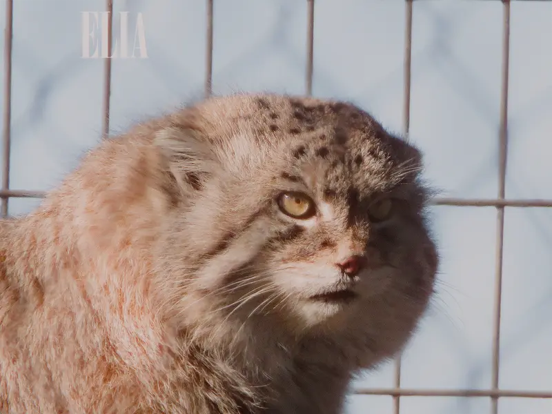 カルガリー動物園 / ワイルダー研究所のオラフの写真