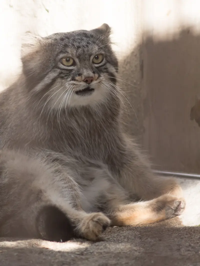 野毛山動物園のフィーガの写真