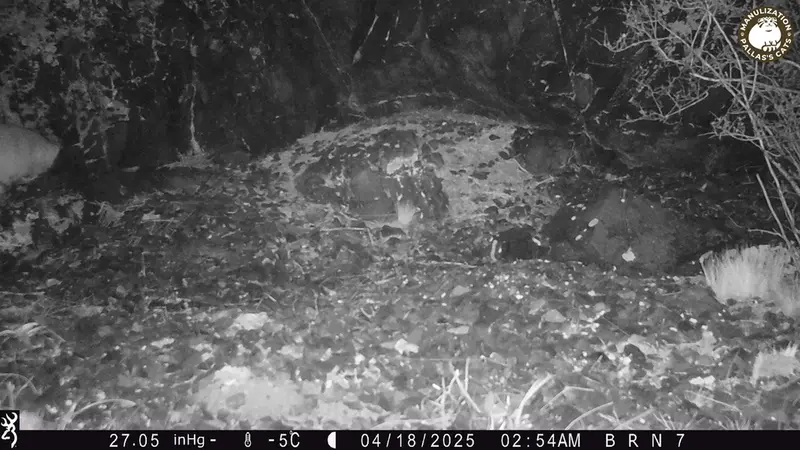 エギズカラ［新］カメラトラップで撮影したOtocolobus manul manulの写真