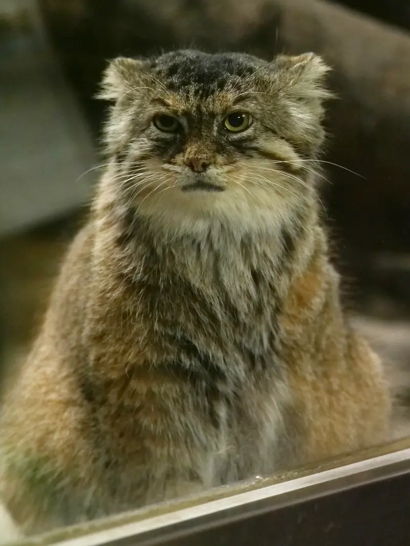 恩賜上野動物園のプリームラの写真
