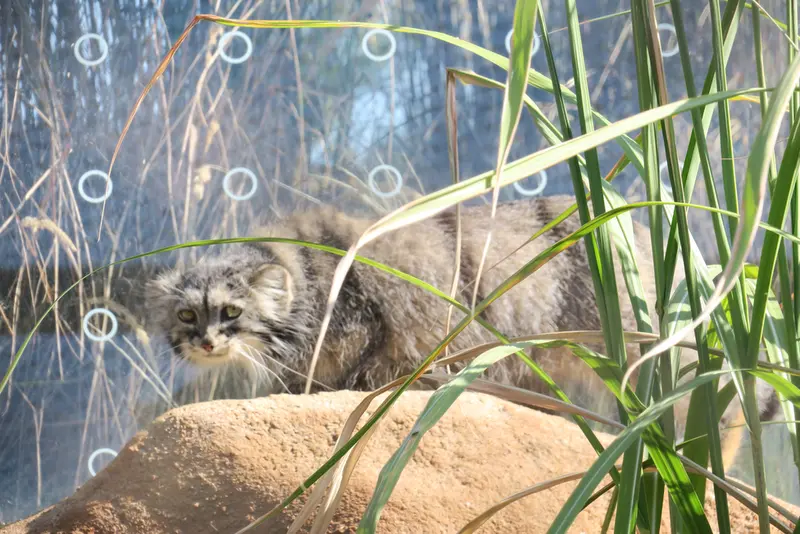 プラハ動物園のプリンセッサの写真