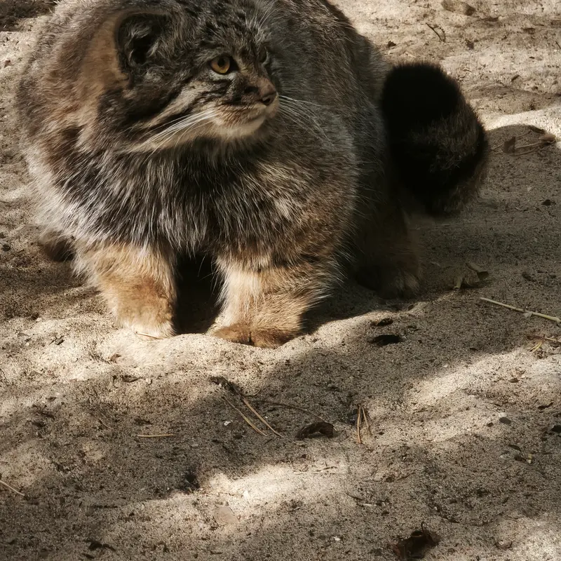 ノヴォシビルスク動物園のアデルの息子（2026年生まれ）Ⅲの写真