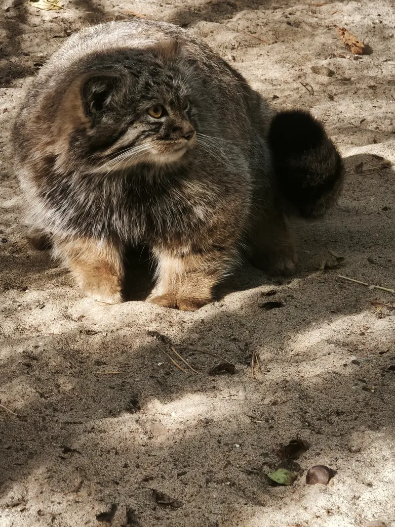 ノヴォシビルスク動物園のアデルの息子（2026年生まれ）Ⅲの写真