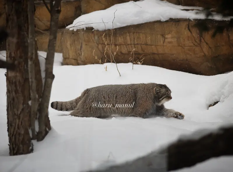 那須どうぶつ王国のナゴムの写真