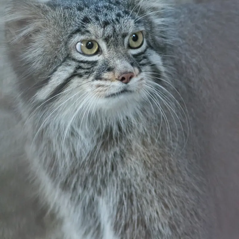 野毛山動物園のフィーガの写真