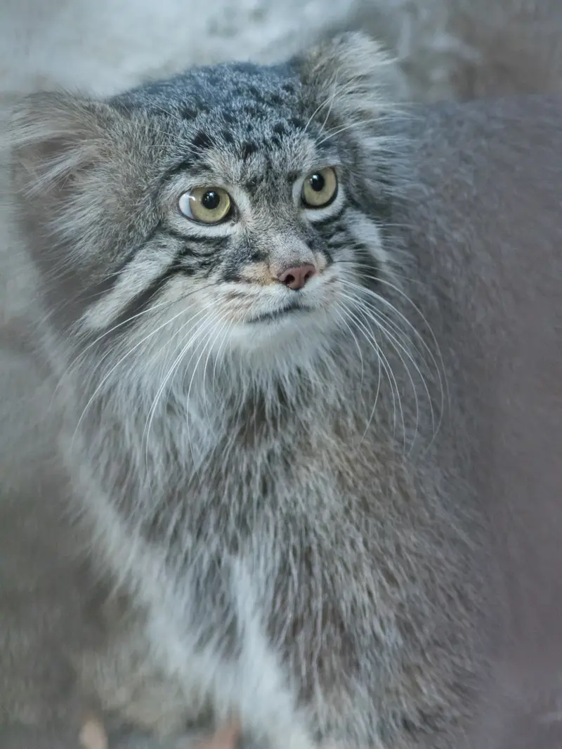 野毛山動物園のフィーガの写真