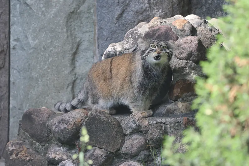 モスクワ動物園のティモフェイの写真