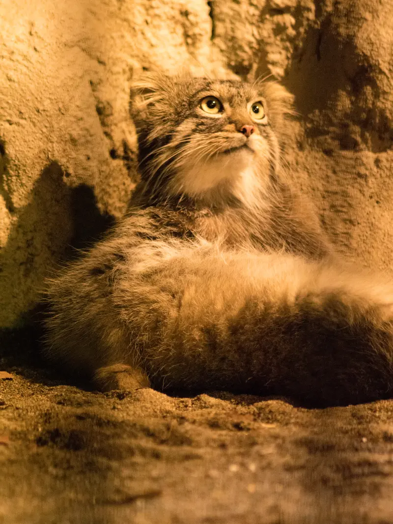 野毛山動物園のフィーガの写真
