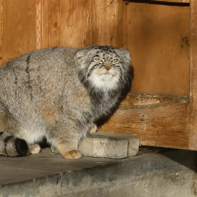 モスクワ動物園のティモフェイの写真