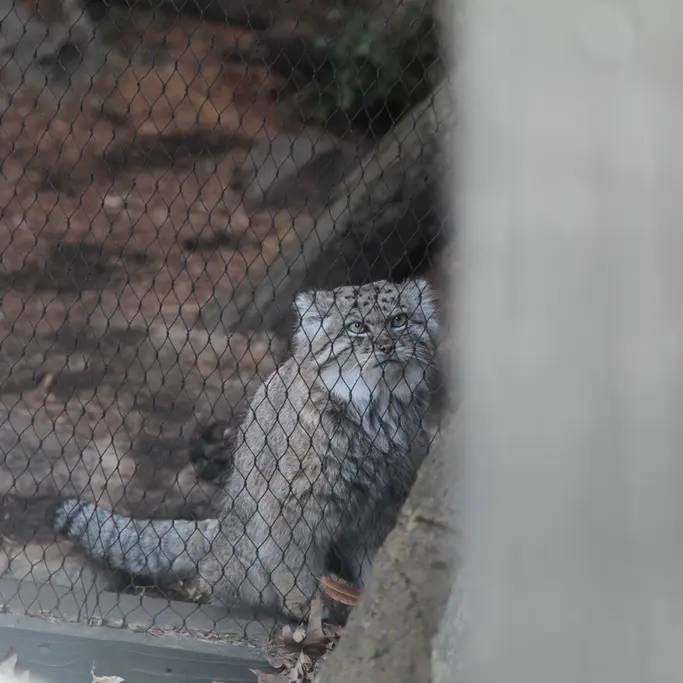 プロスペクト・パーク動物園のバトゥの写真