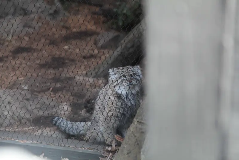 プロスペクト・パーク動物園のバトゥの写真