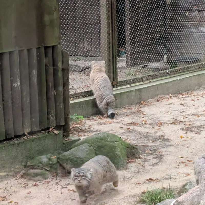 ポズナン新動物園のマニアとボジェンカの写真