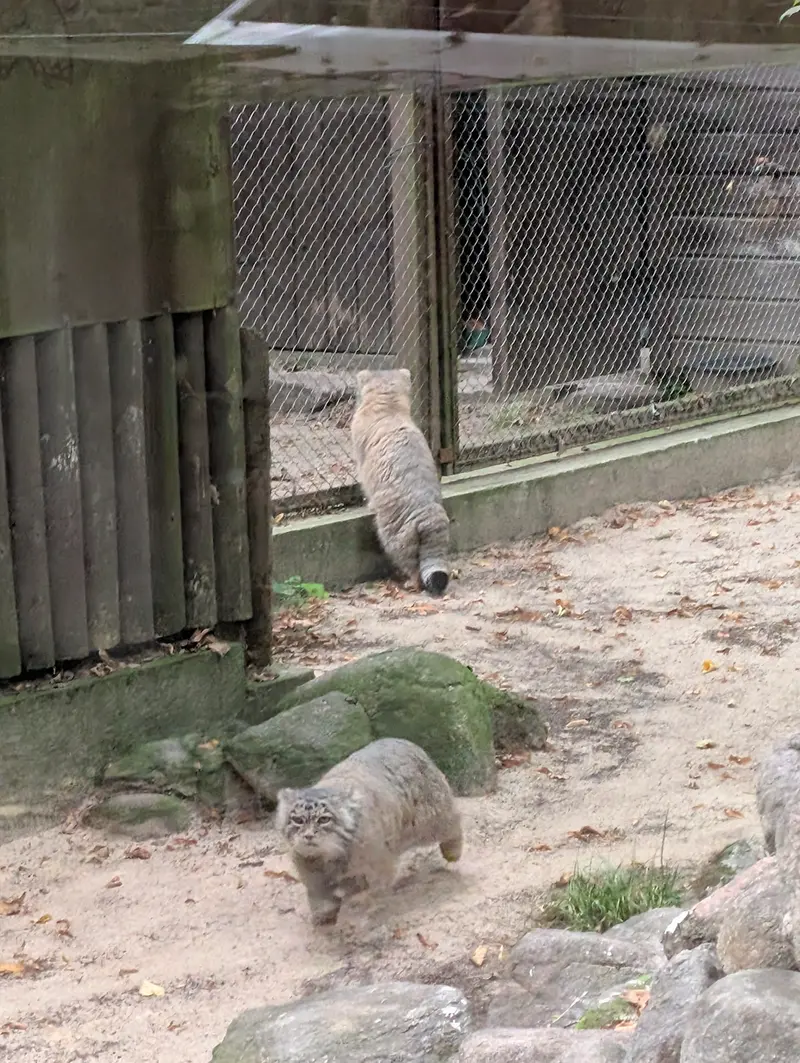 ポズナン新動物園のマニアとボジェンカの写真