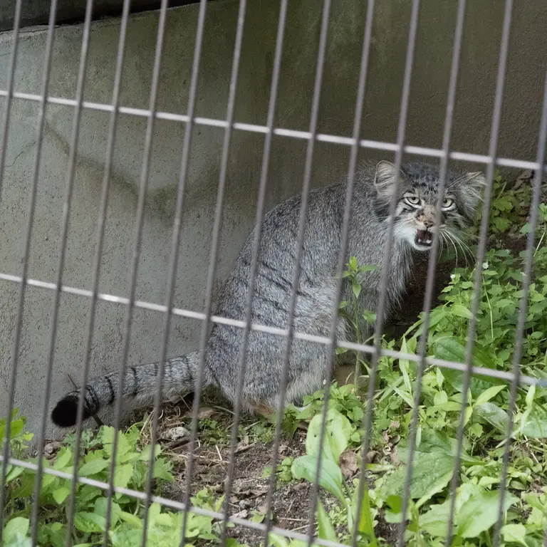 旭山動物園のヒデの写真